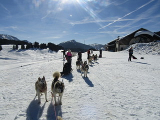 Chiens Glieres UFOVAL