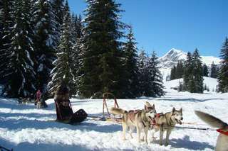 chien de traineau en Savoie Mont Blanc